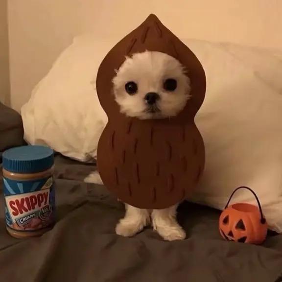 妍妍