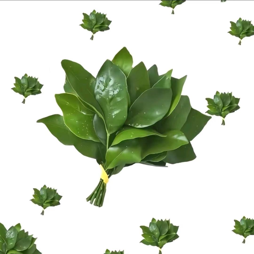 西红柿（爆改42版）