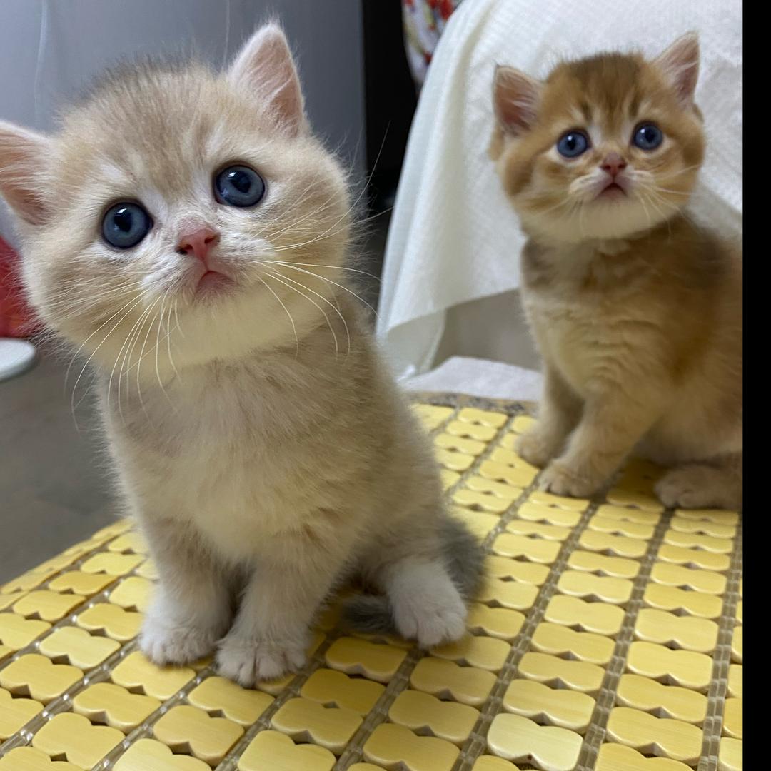 小橙子和猫猫的美好时光