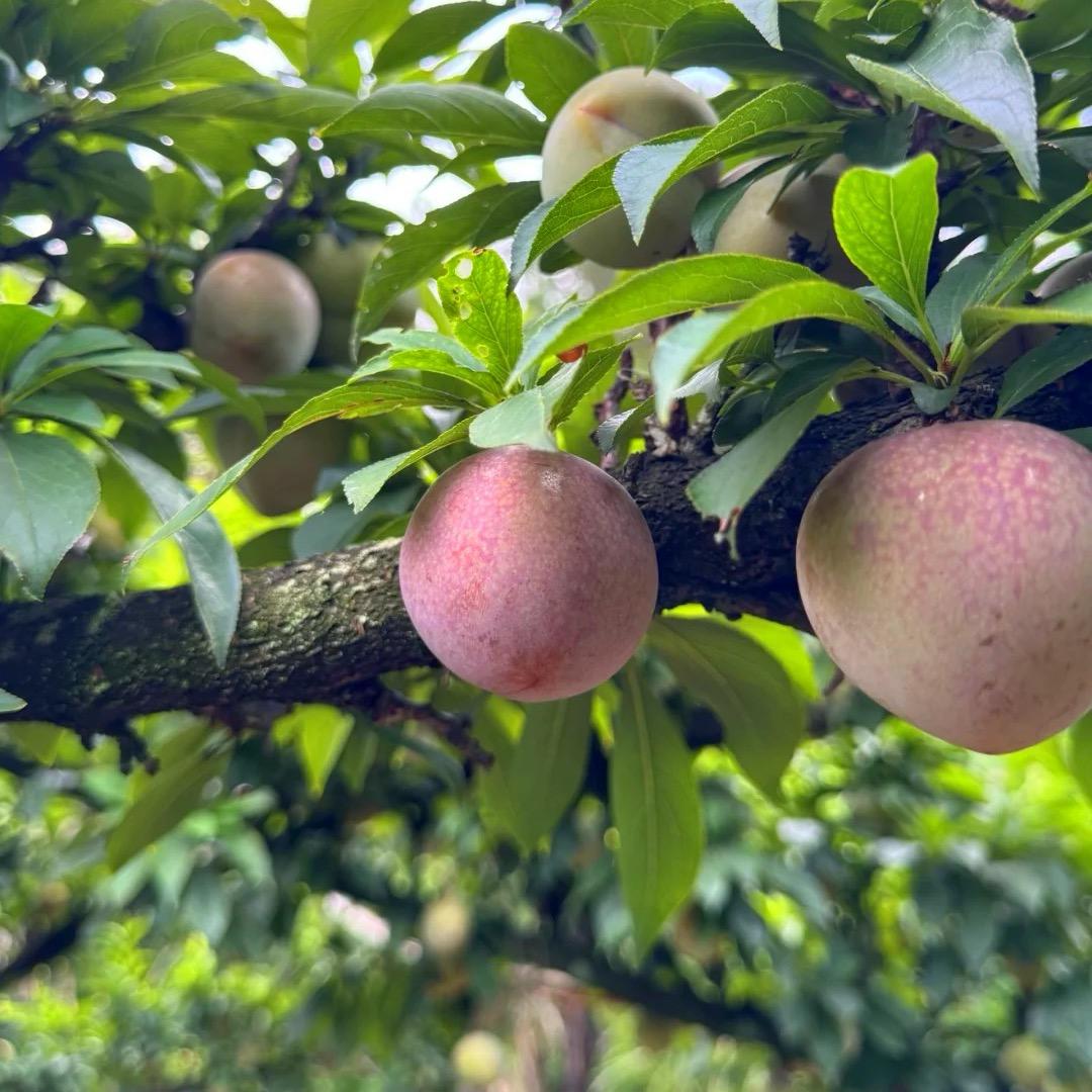 嵊州金庭桃形李