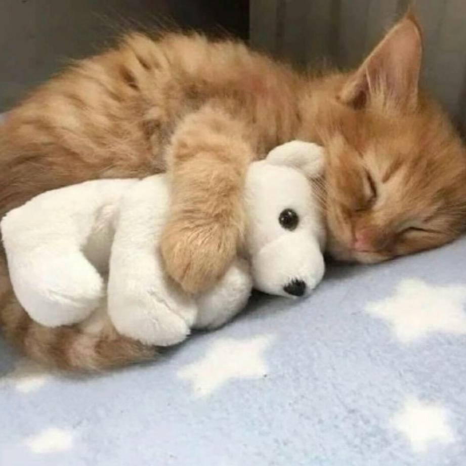 𝙀𝙨𝙩𝙧𝙚𝙡𝙡𝙖.