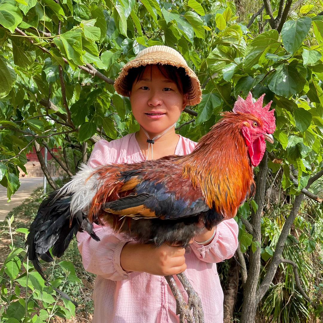 云南农村宝妈在养鸡