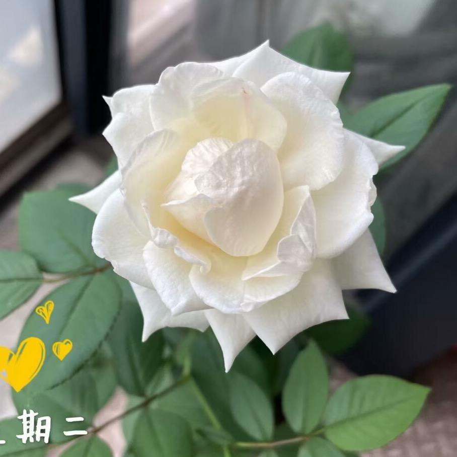 花花世界你好呀