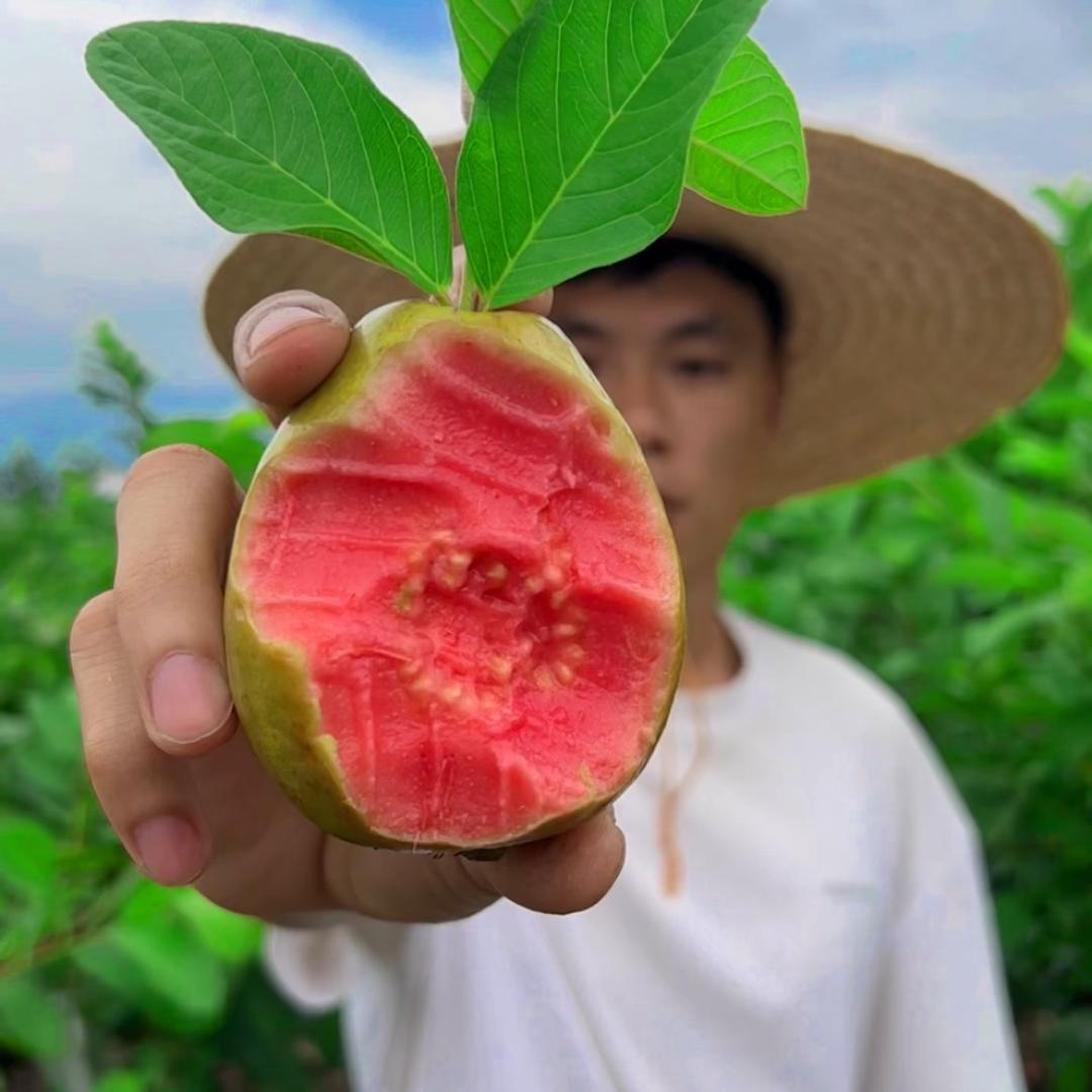 鲜果时种植农场