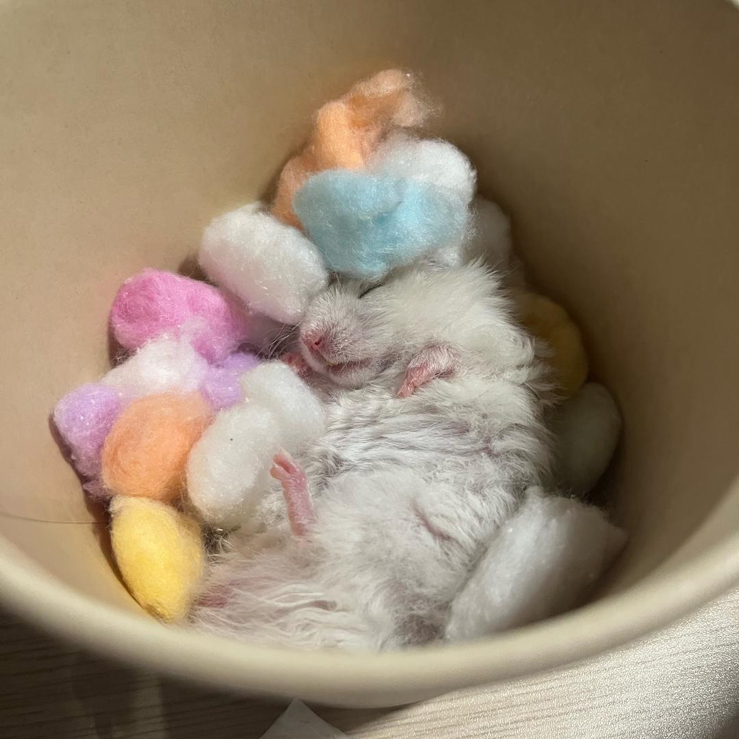鼠饼