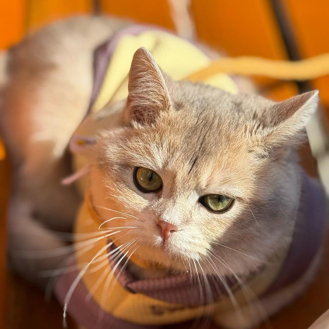 奶包的成长日记🐱