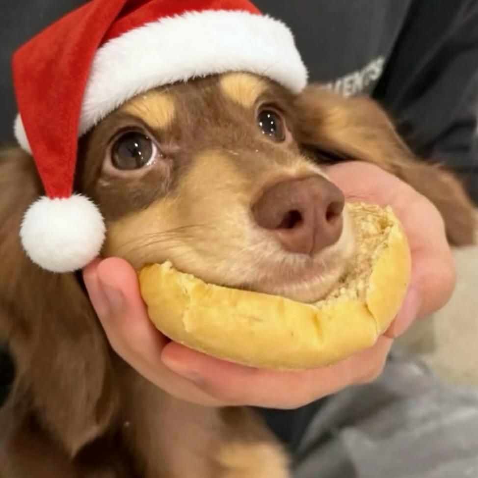 ⁰₀🍯吸金蜂蜜罐（冲3000粉版