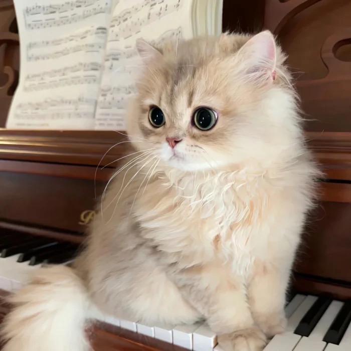 小猫钓鱼(发圈对对碰版)