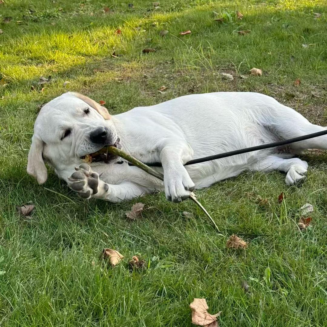钱多多不是煤气罐罐