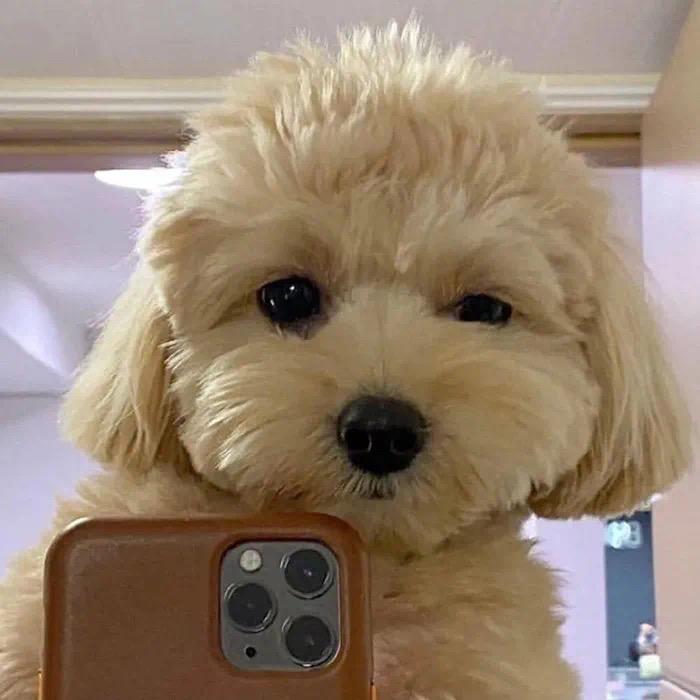 泰迪
