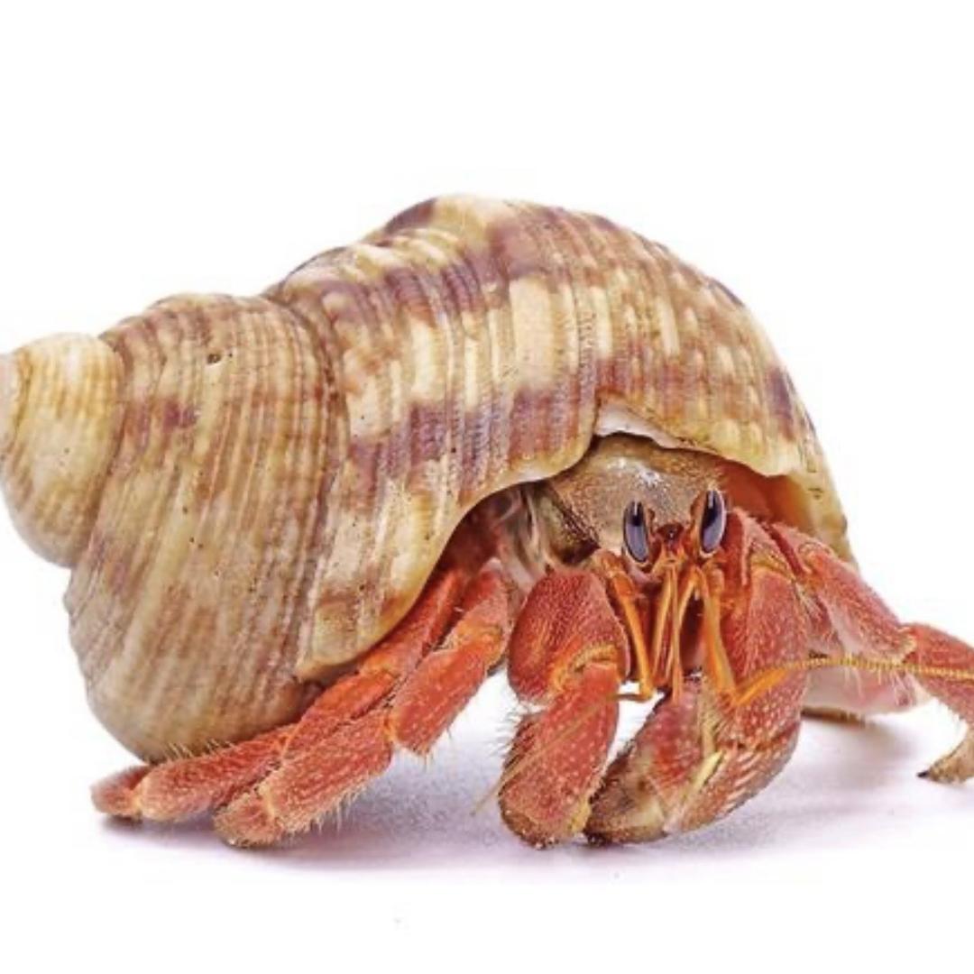 派大星的寄居蟹