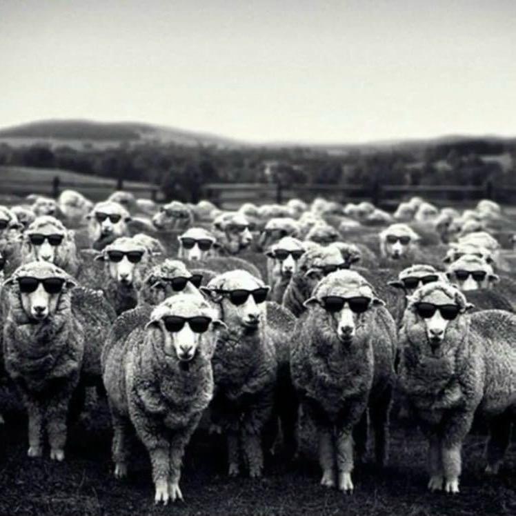 🐏阳