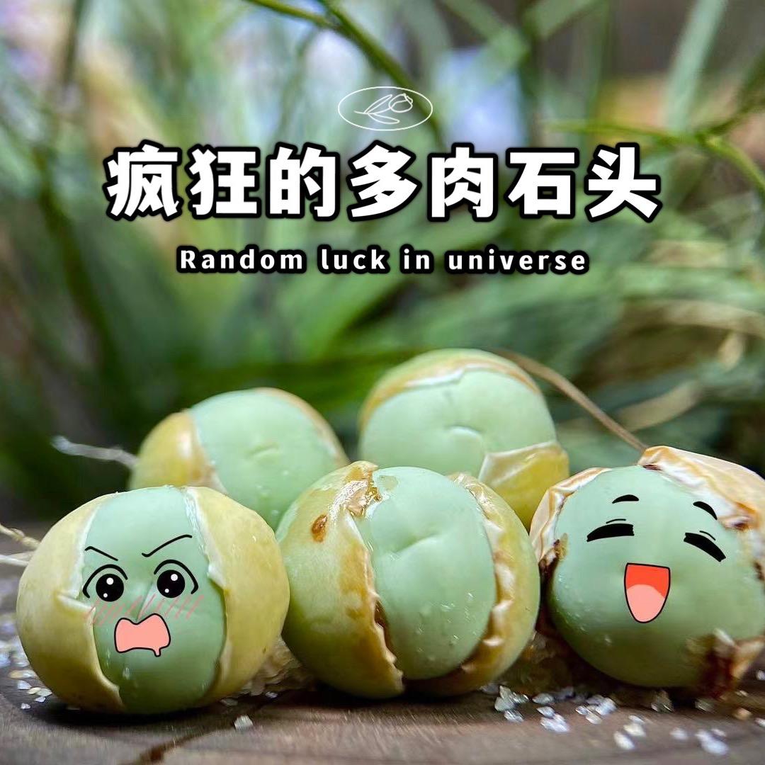 疯狂的多肉石头