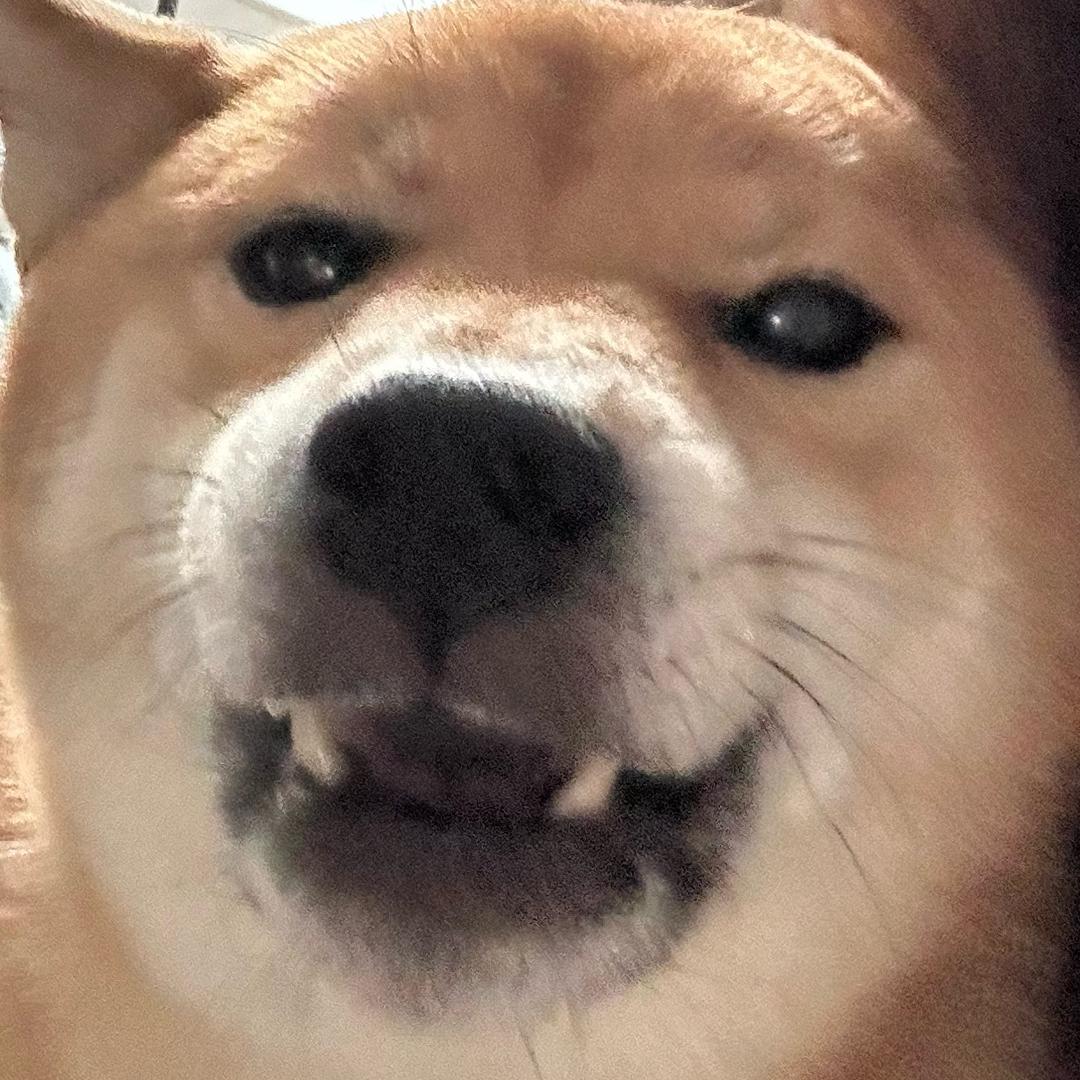 柴柴东东
