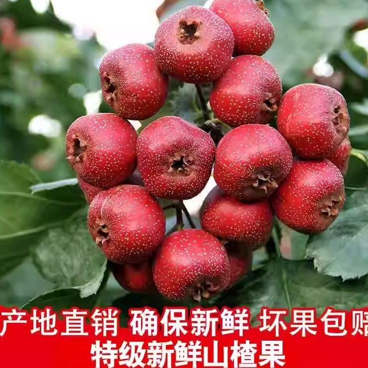 北纬三十七太行山特产