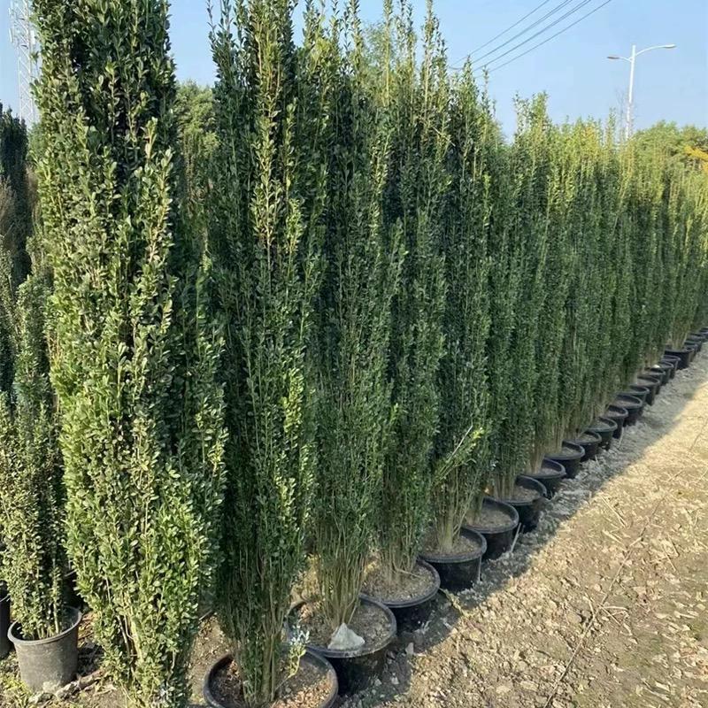 清河直立冬青基地