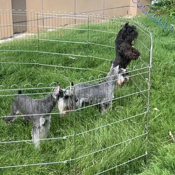 小钢炮雪纳瑞CKU犬舍