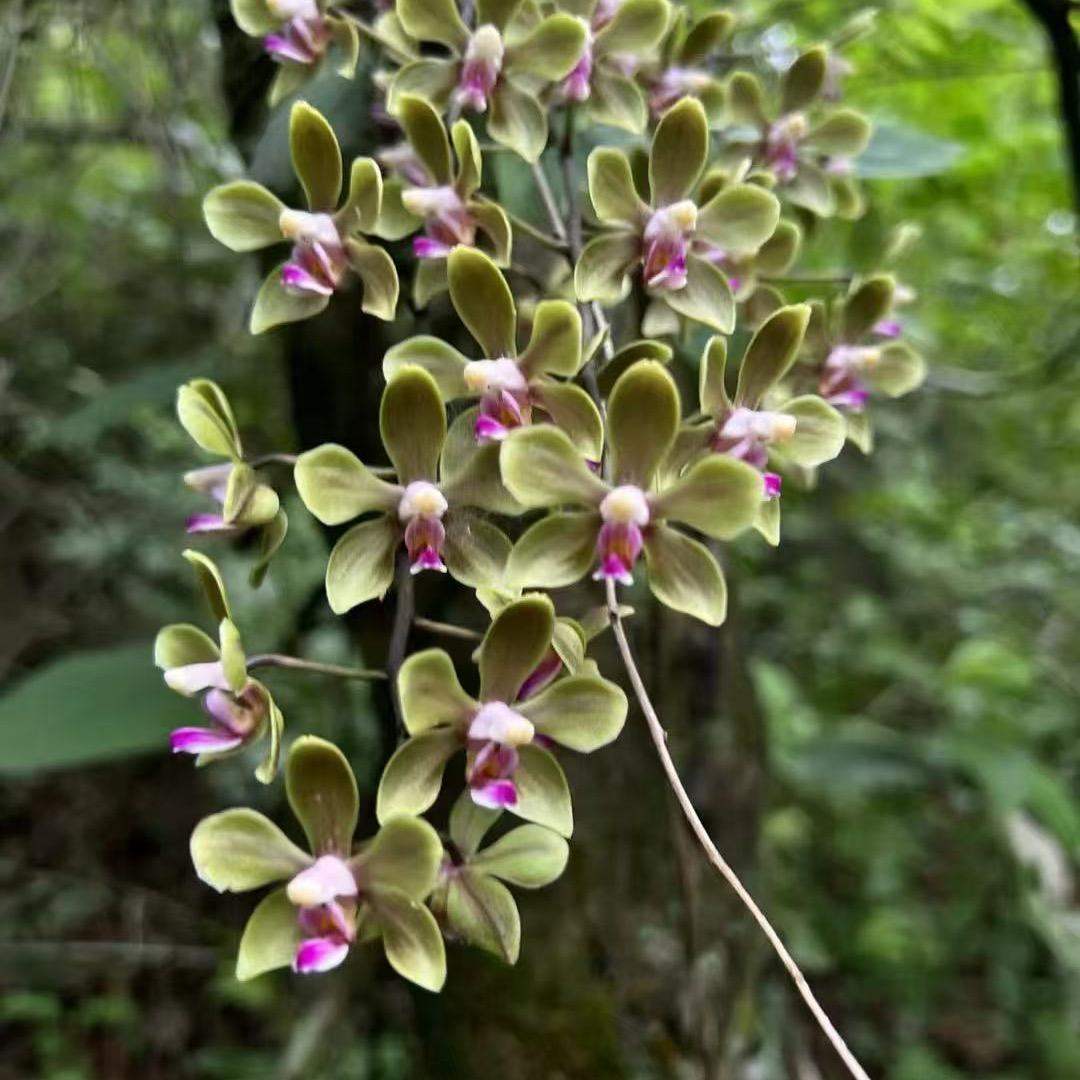 @中缅边境陈小嘿