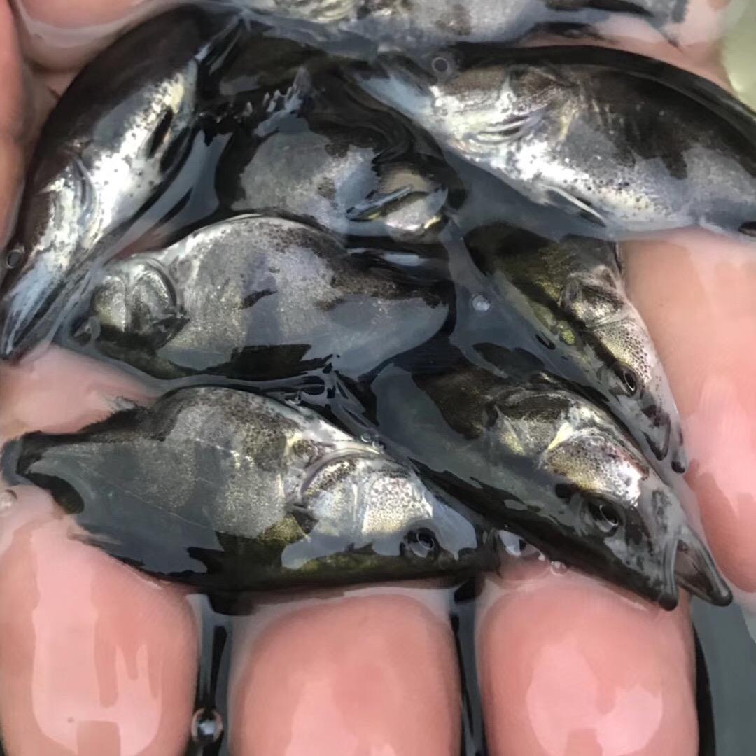 江门市肥仔水桂花鱼苗场