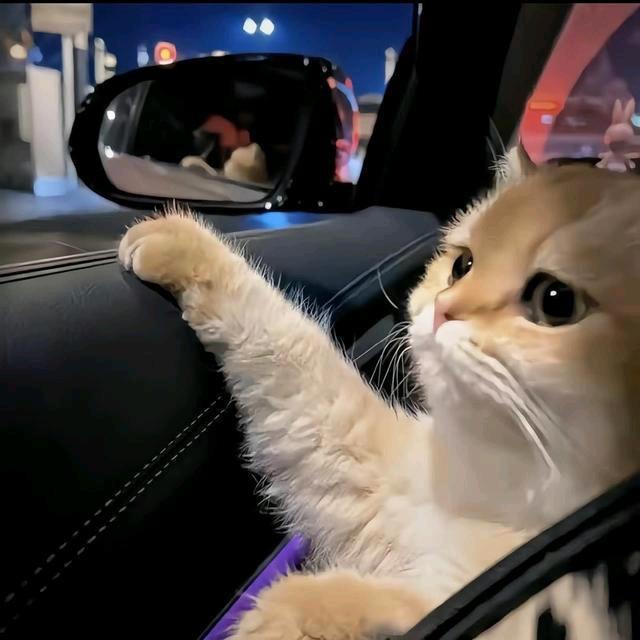 啊飞