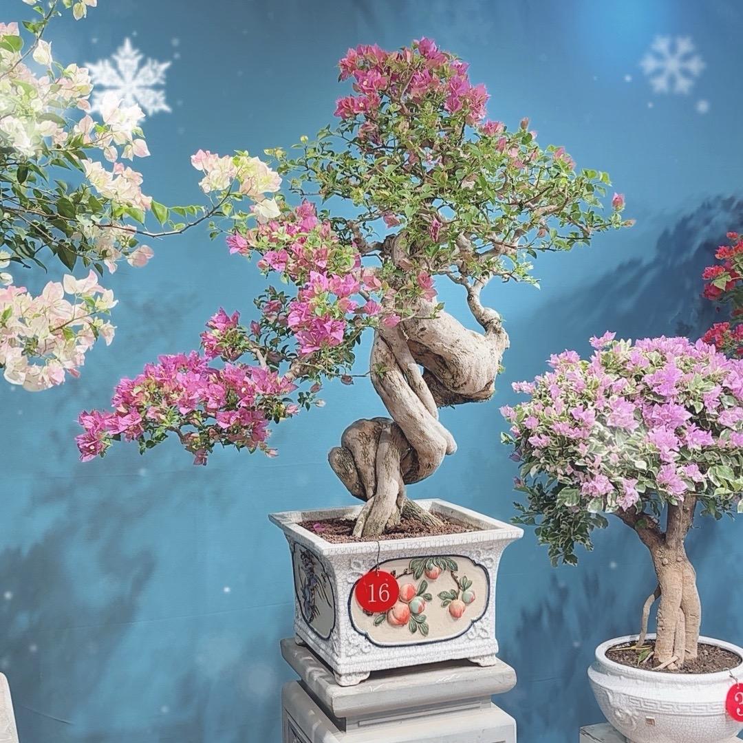 南洲三角梅