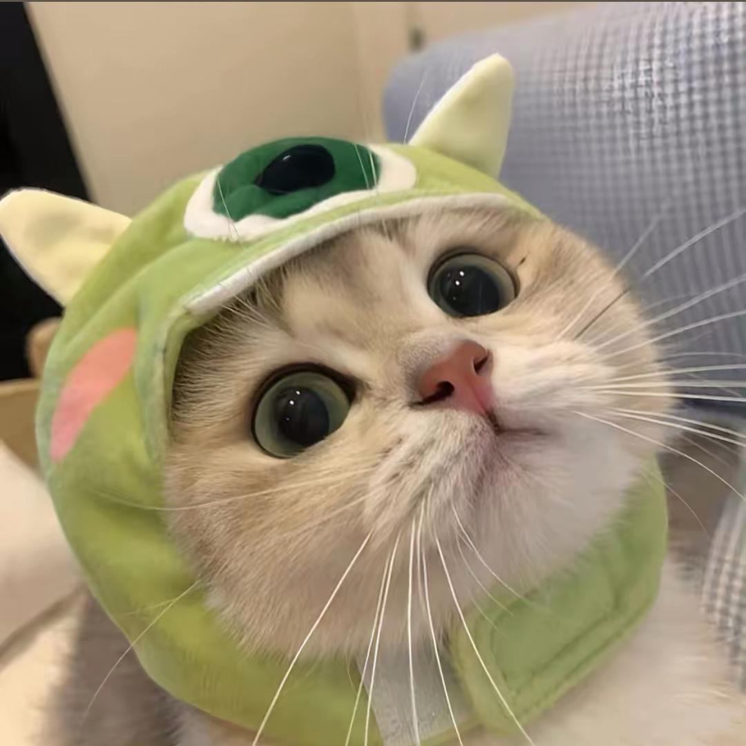 猫猫公主