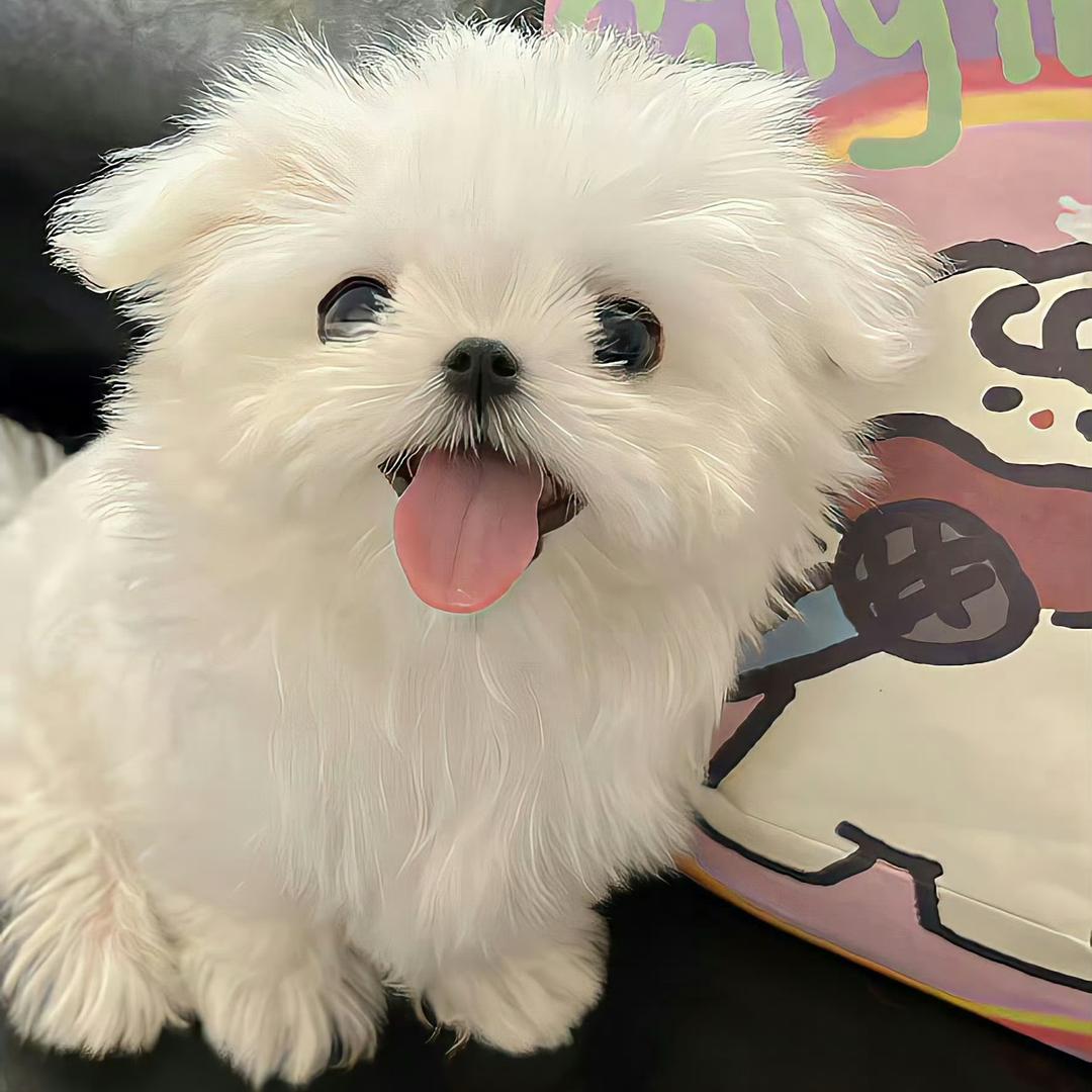 我玩小乔賊6🫶