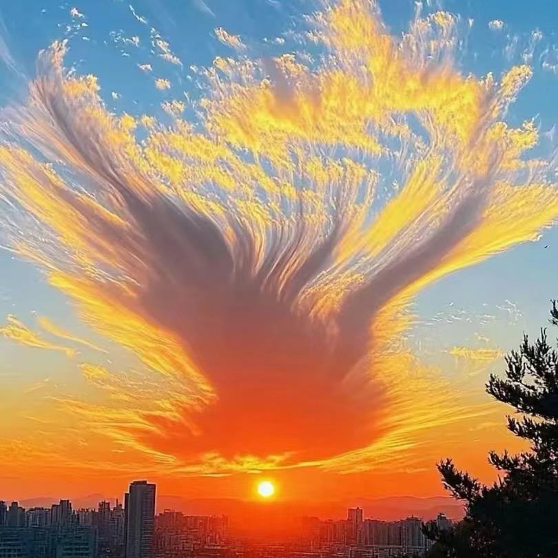 芯芯语