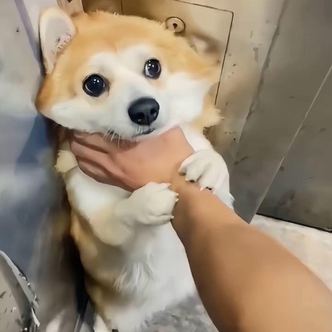 靠谱小狗