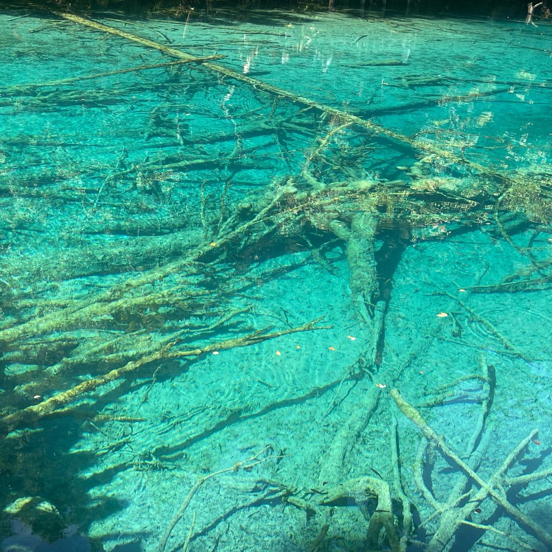 请叫我指挥官.其实是快乐小狗