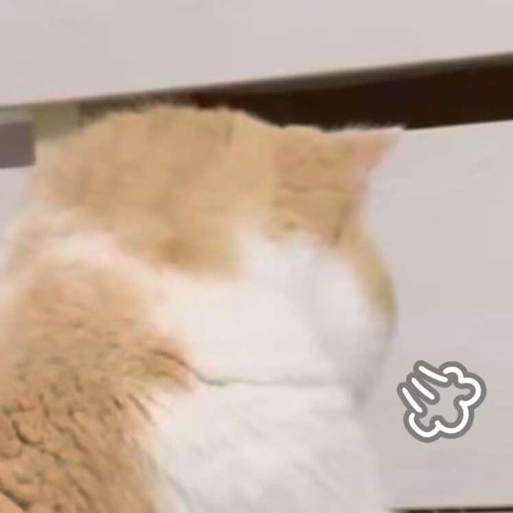 有条小鱼
