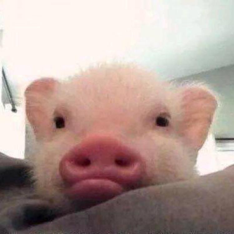 一只努力的大元