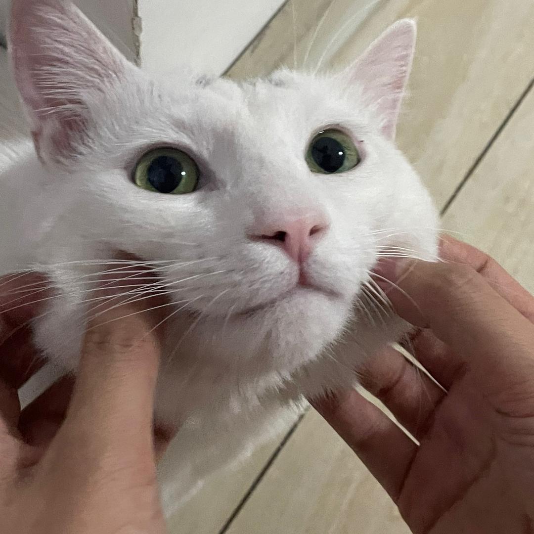 早安【精神🈵️满版】