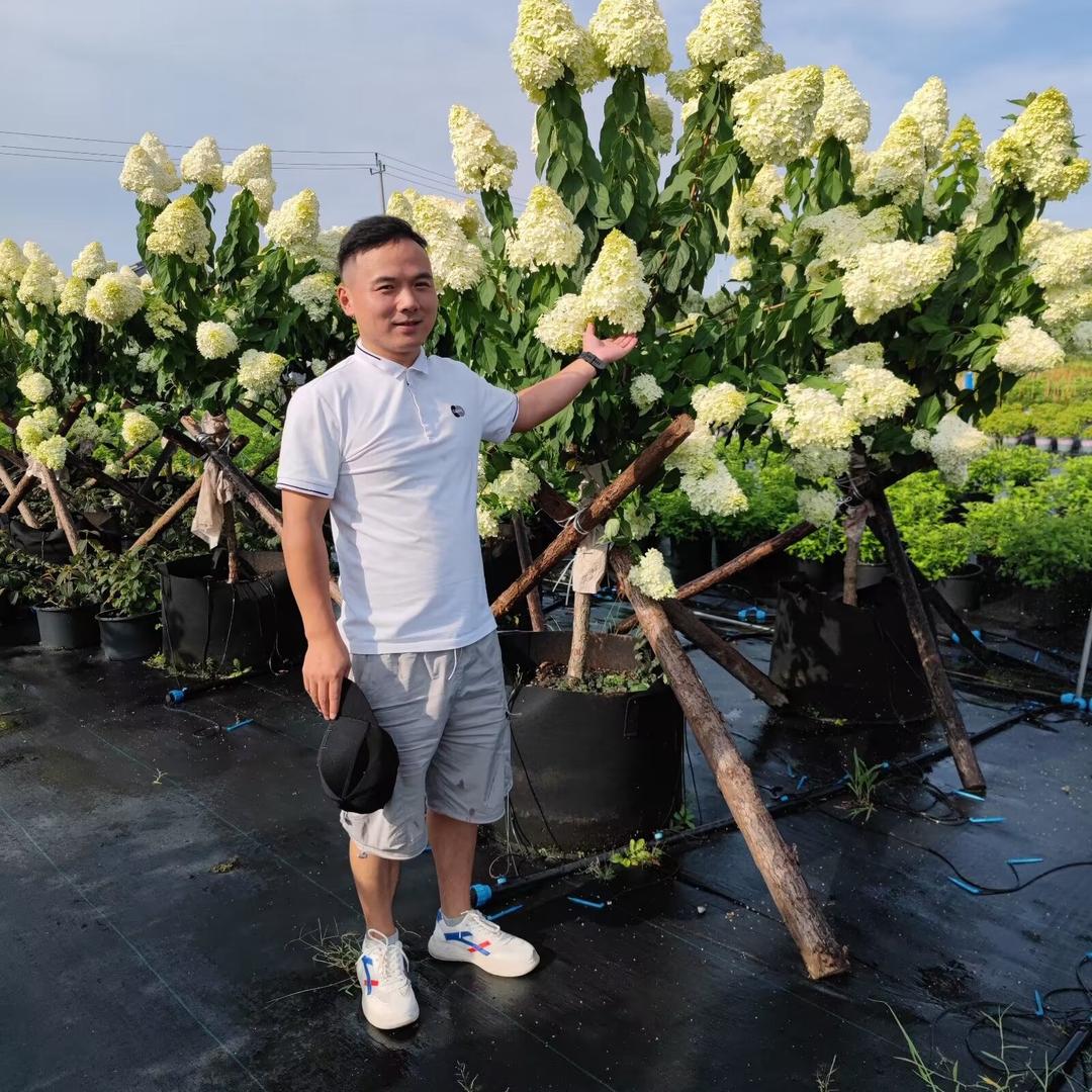 海蒂托邦园艺·杜鹃盆景素材