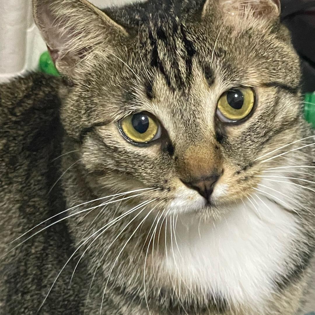 西瓜冬瓜没有哈密瓜