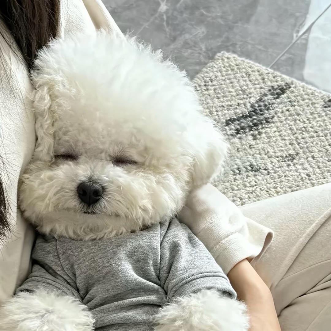 开心小狗o