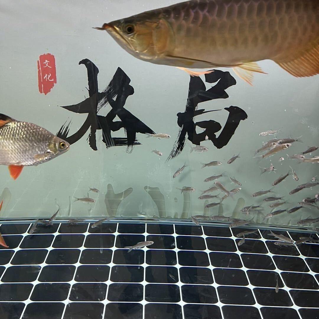 赖