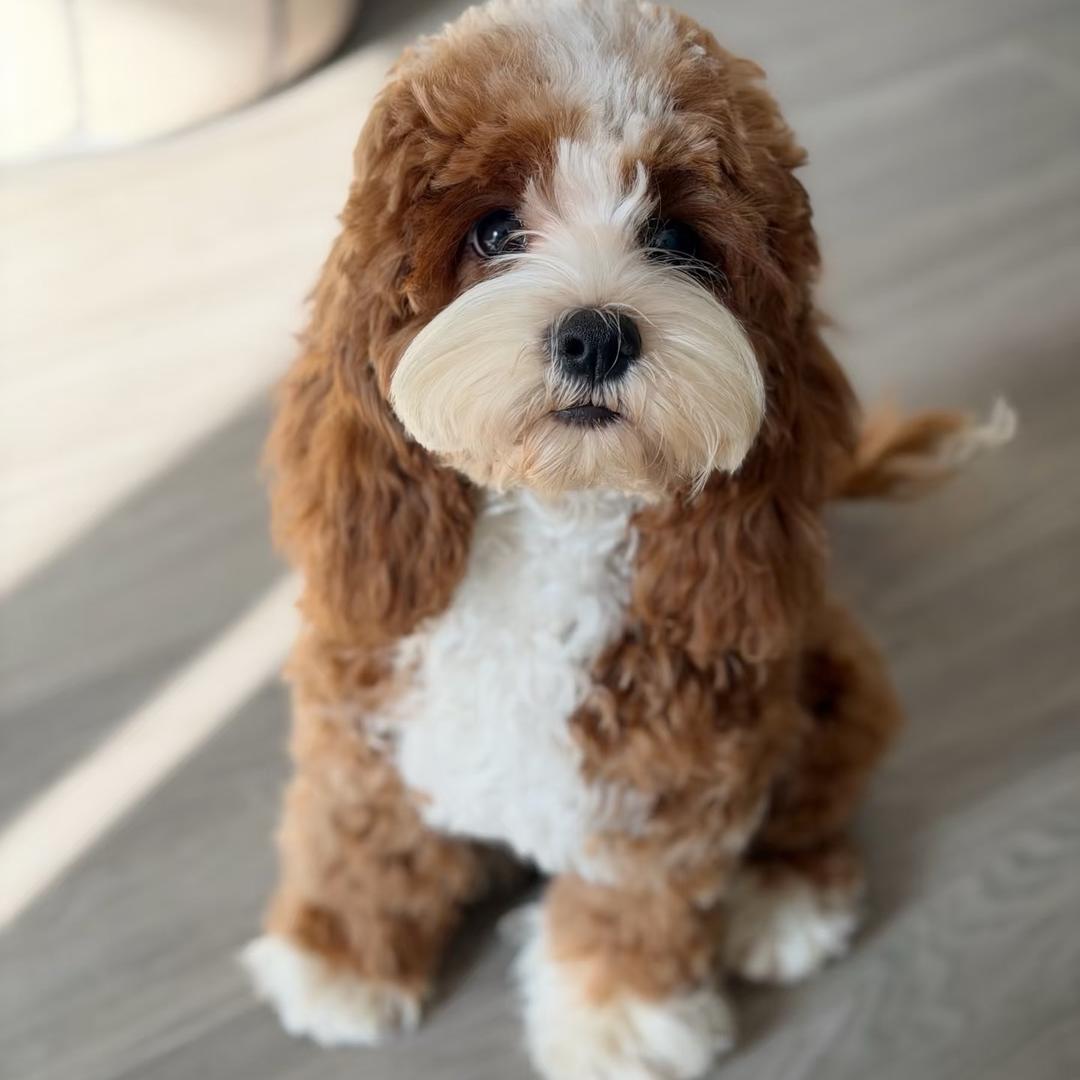 闯哥家•可卡布•可卡熊