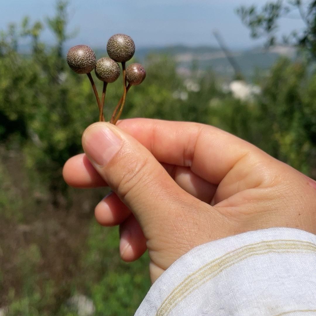 🌹铿锵玫瑰🍀 燕z拒私聊