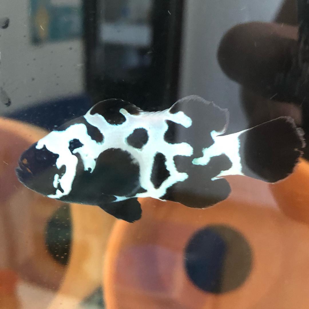 佛系养鱼（海水鱼供货）