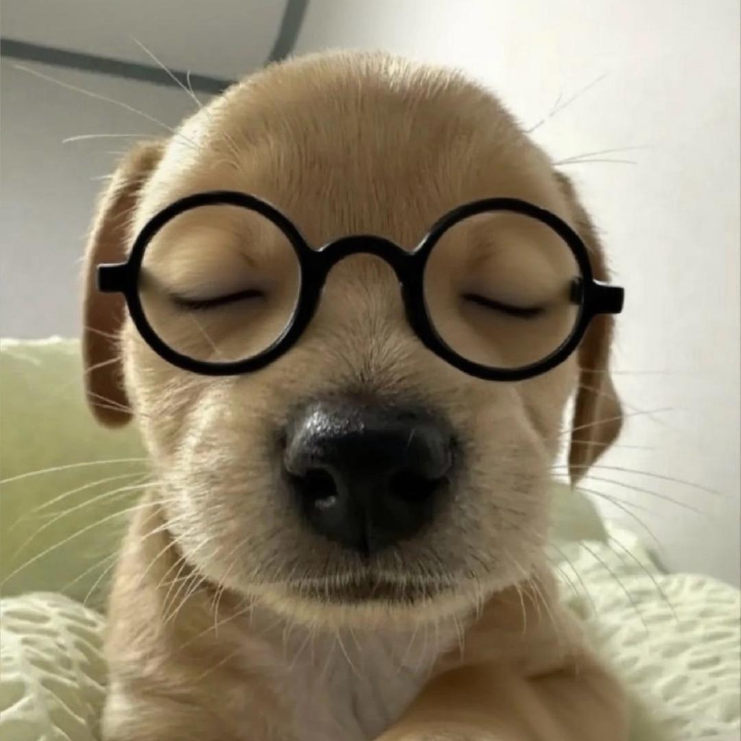 秃头的小摩尔
