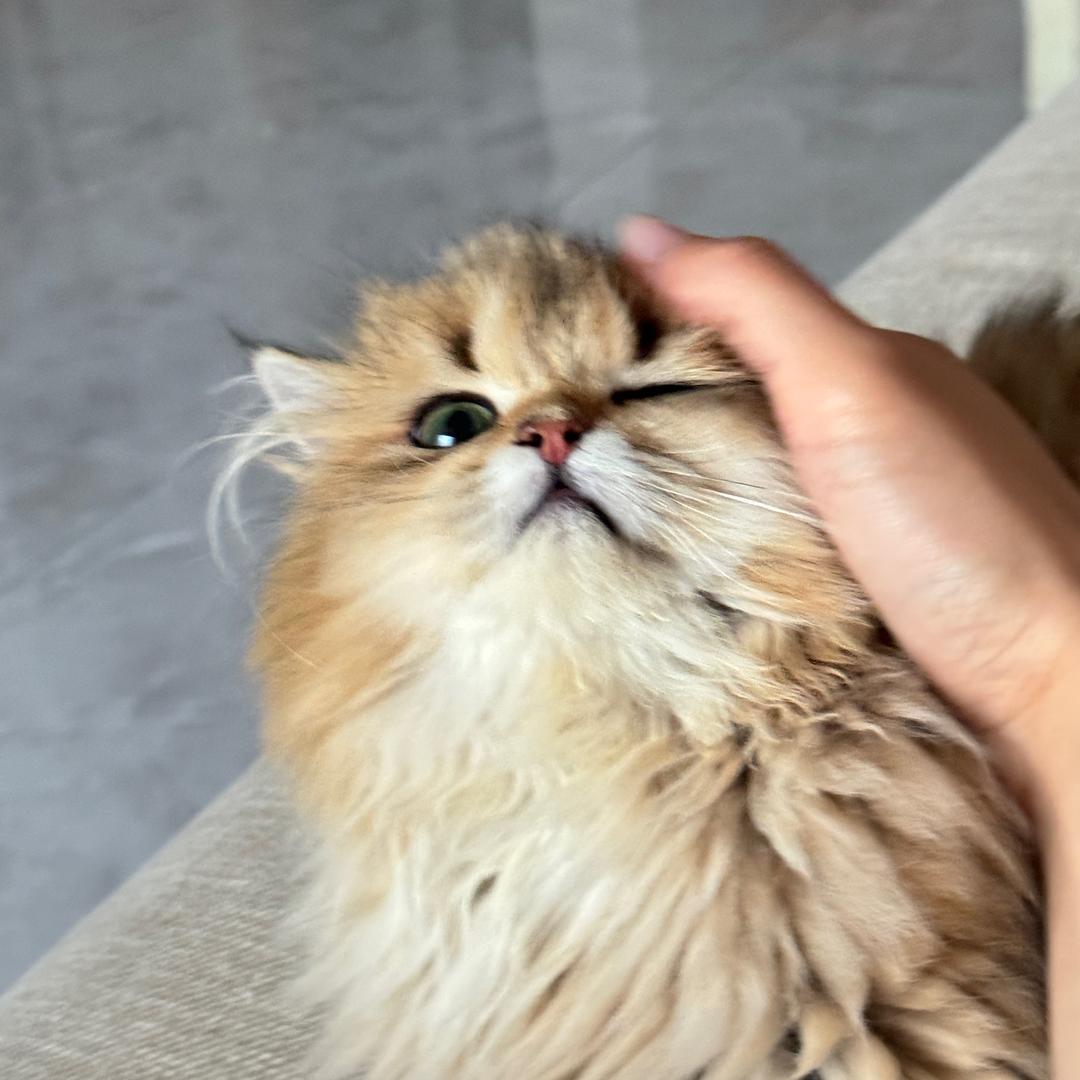 蛋卷儿（努力生活版)