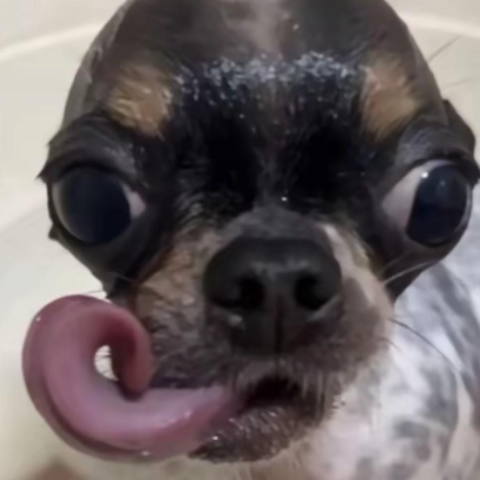 美羊羊的朋友圈🐾