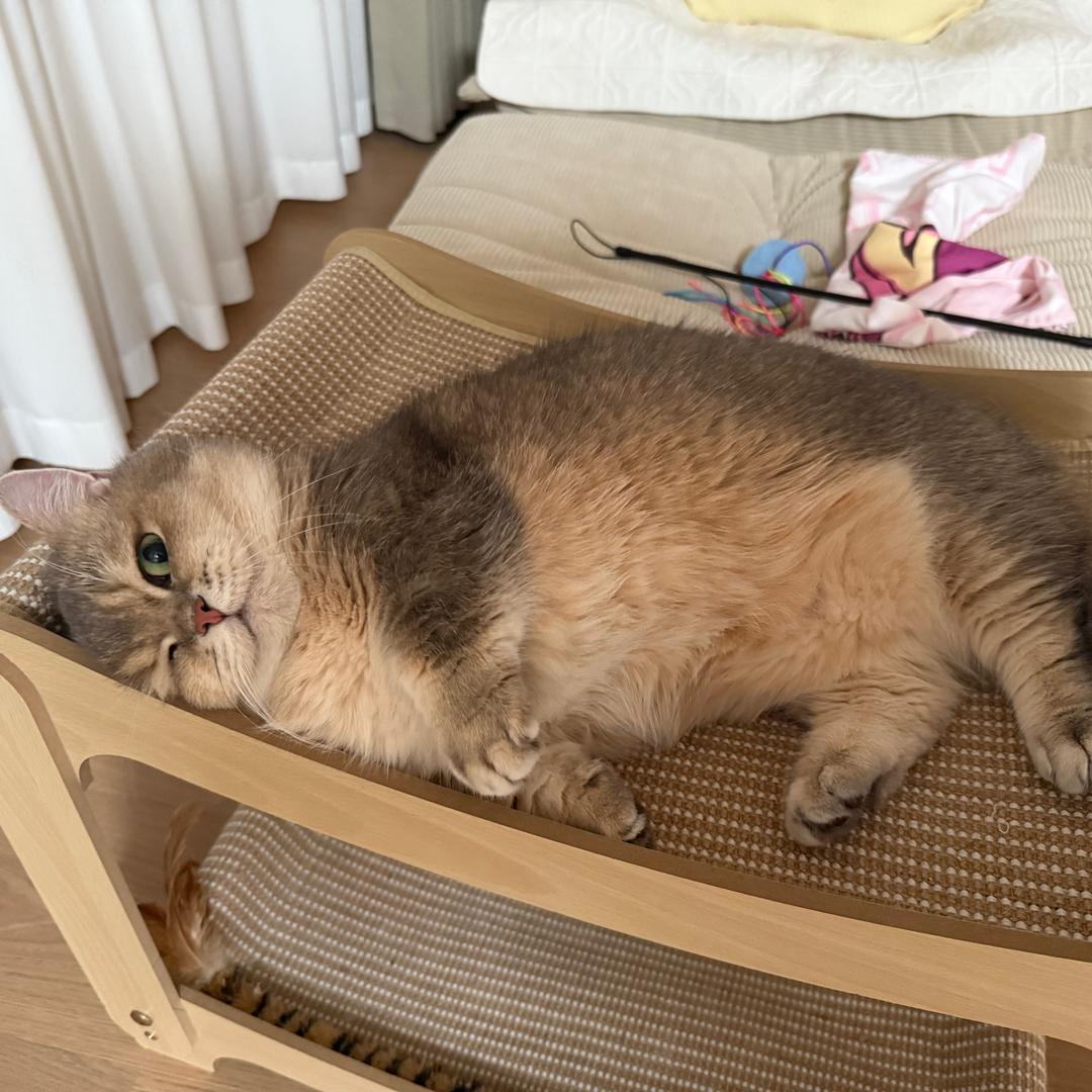 没有感情的鸽手