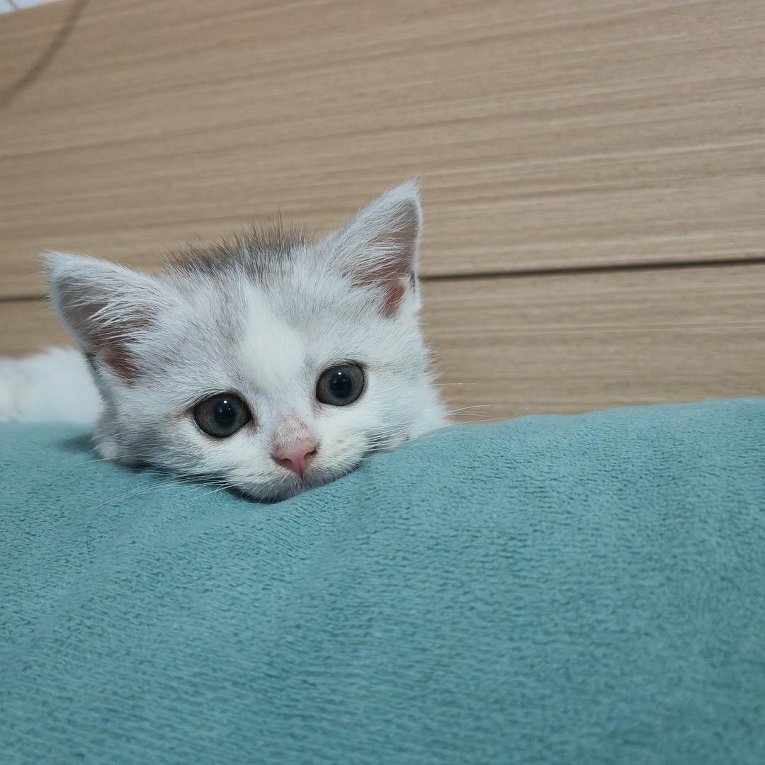 半城烟雨意江南