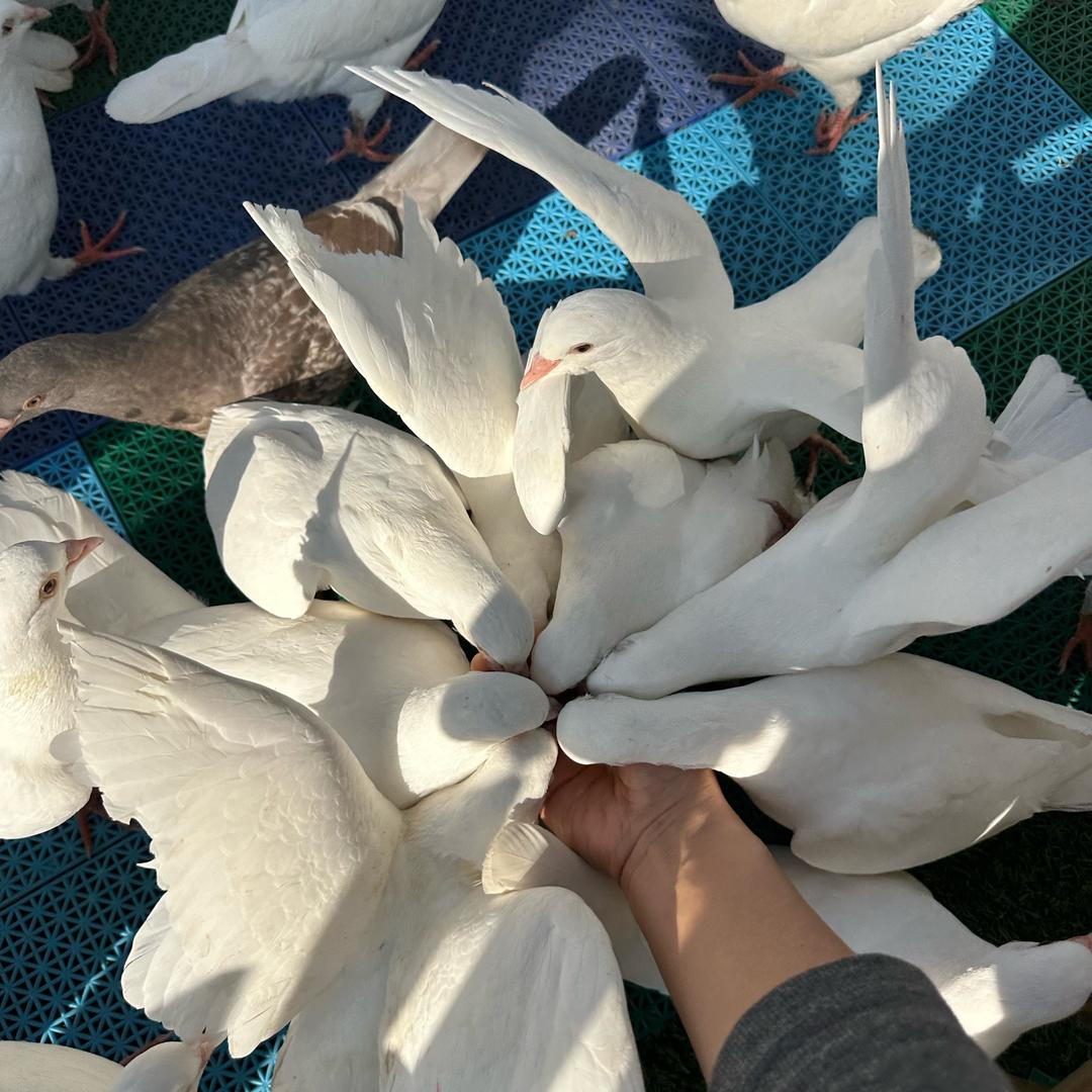 豆豆仔