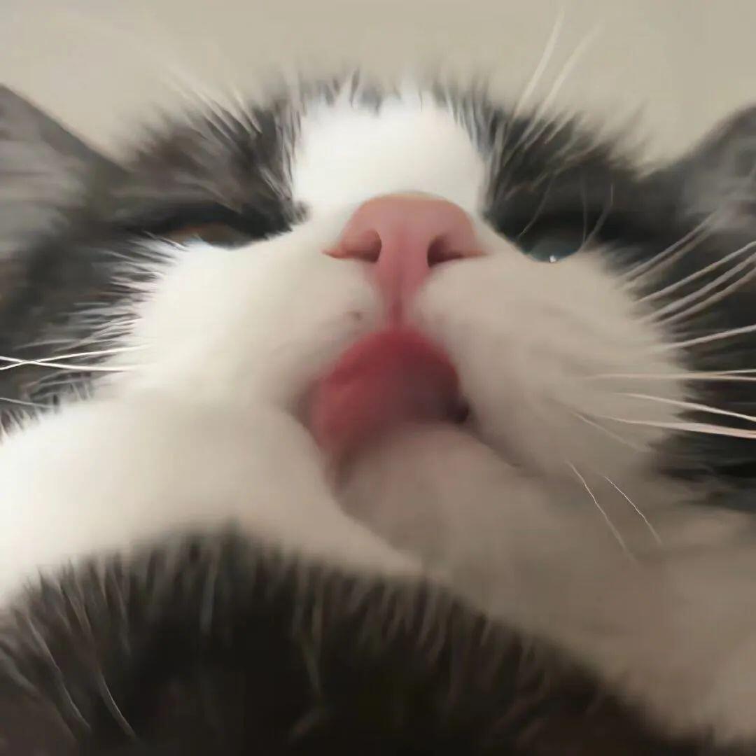 会飞的荷兰猪