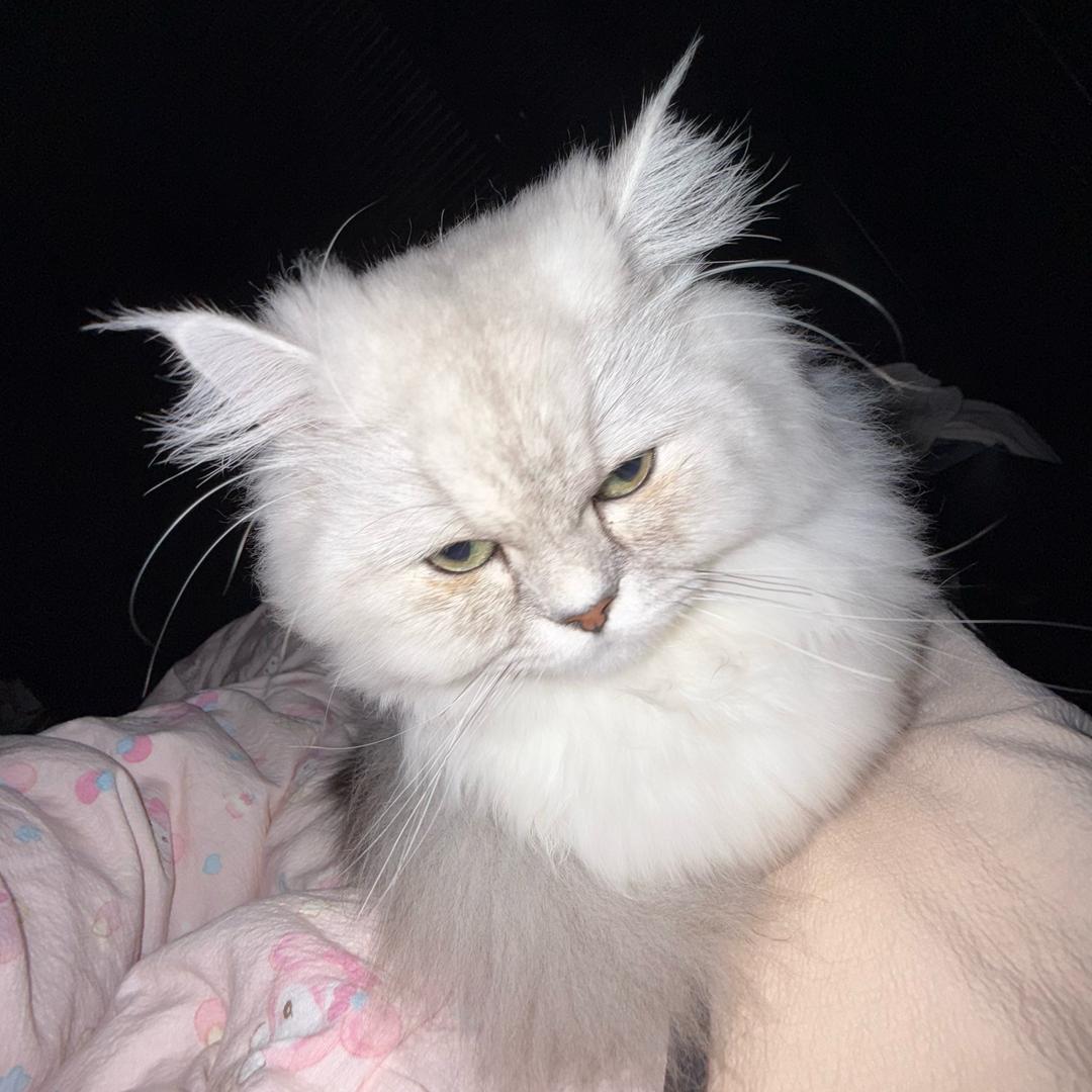 哇哇