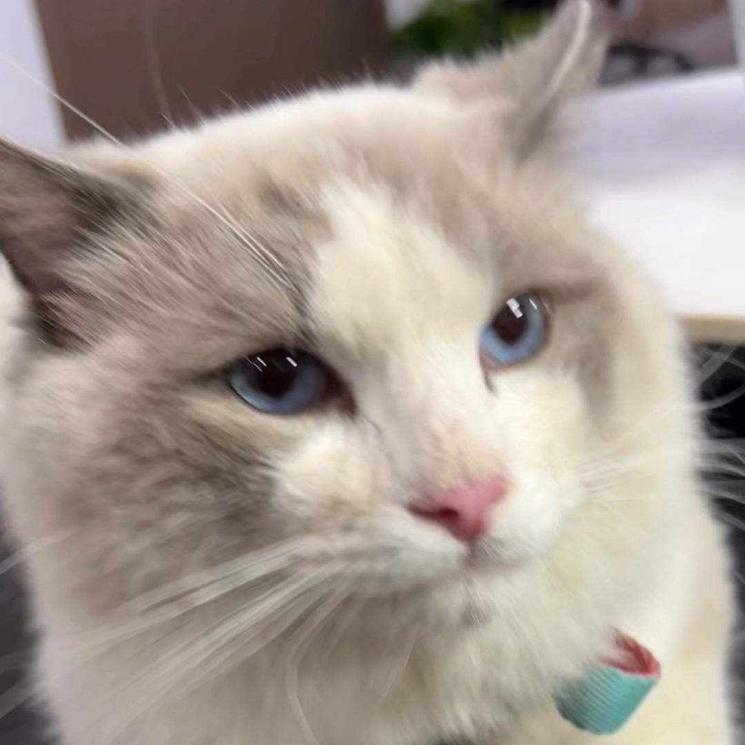 船长家的猫