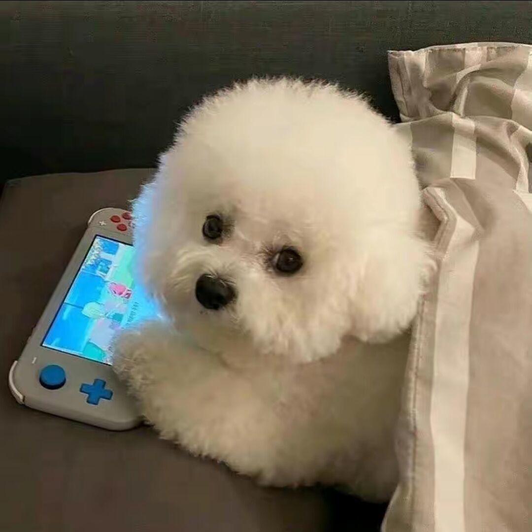 冬冬冬梅